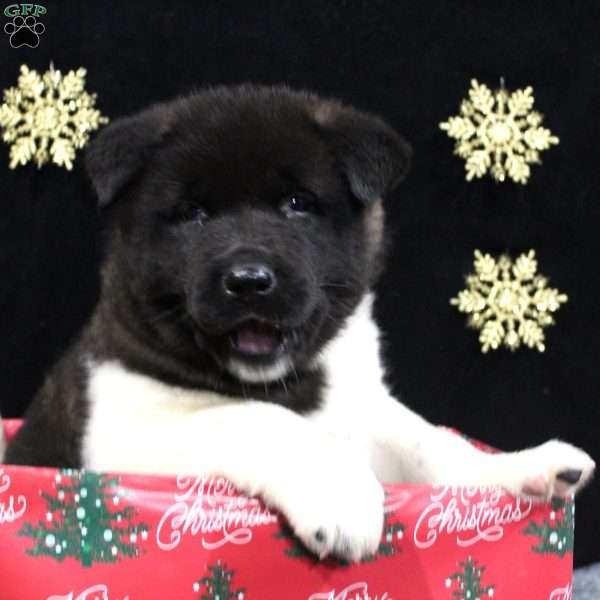 Santa, Akita Puppy